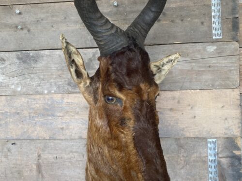 Hartenbeest