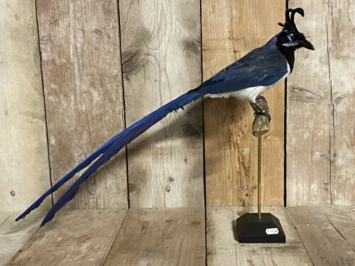 Zwartborst langstaart gaailijster