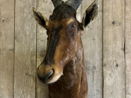 Hartenbeest