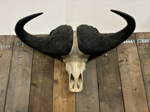 Kafferbuffel schedel