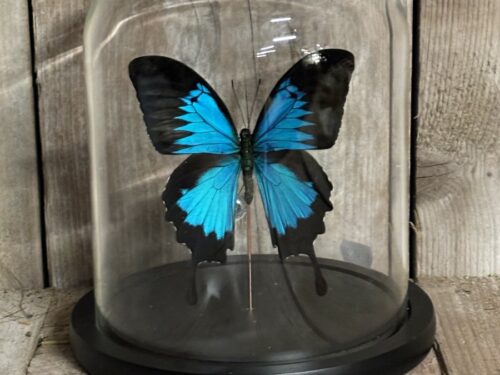 Stolp met opgezette vlinder papilio Ulysses