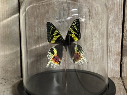 Stolp met opgezette vlinder Urania