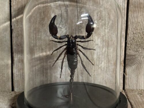 Stolp met opgezette Schorpioen