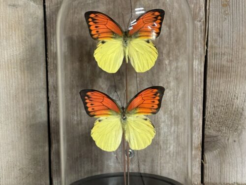 Stolp met opgezette vlinders oranje/geel