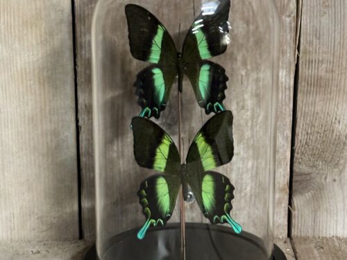 Stolp met opgezette vlinders Blumei