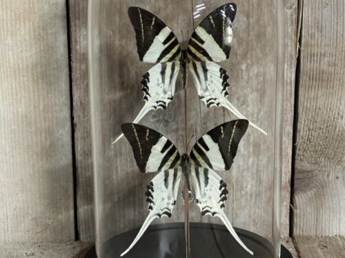 Stolp met opgezette vlinders Graphium