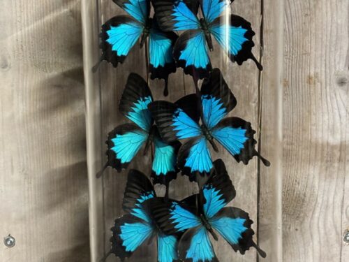 Stolp met opgezette vlinders Ulysses