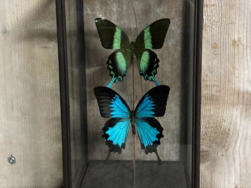 Vitrine vlinders Blumei en Ulysses