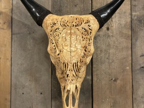 Koe schedel gegraveerd