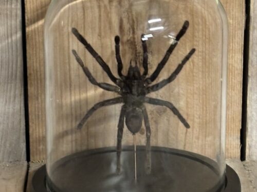 Stolp met opgezette Spin