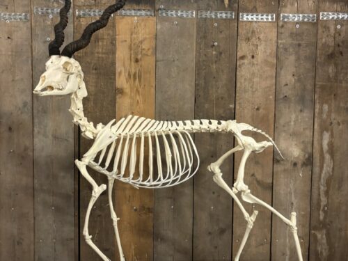 Blackbuck Skelet