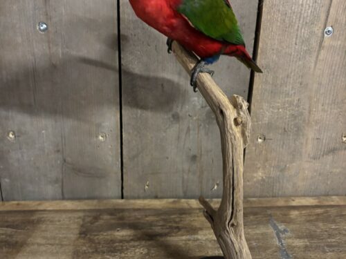 Zwartkop Lori X Geelmantel Lori