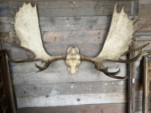 Eland schedel fragment