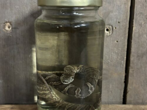 Russische Rattenslang