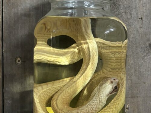 Albino brilcobra