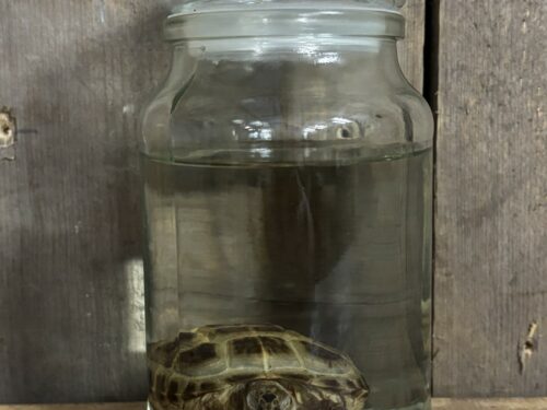 Russische vierteen schildpad