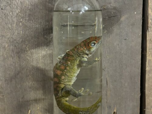 Madagaskar reuzenbaggekko