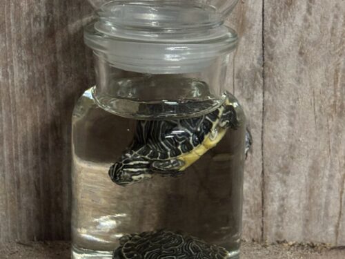 Hiëroglief schildpadden