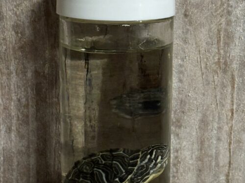 Hiëroglief schildpad