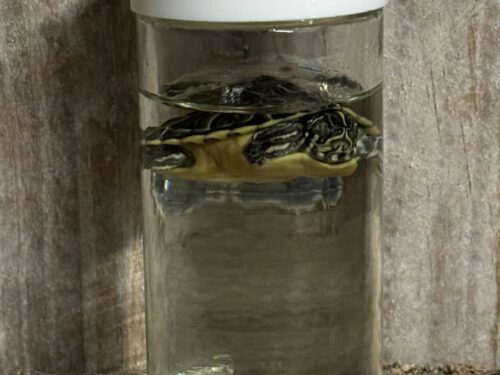 Hiëroglief schildpad