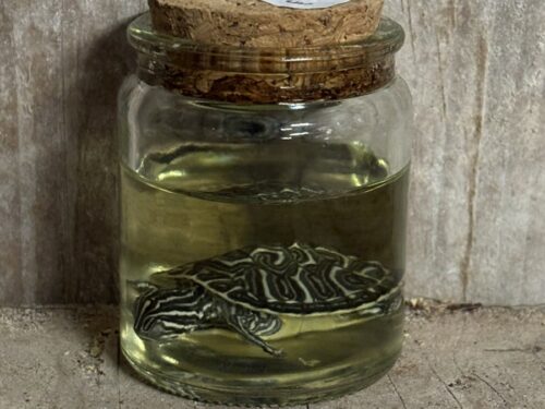 Hiëroglief schildpad