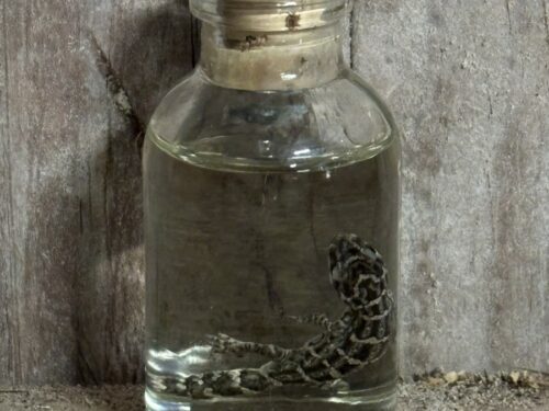 Dikstaartgekko Viper