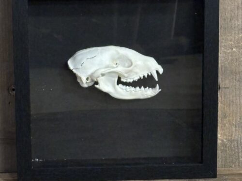 Wasbeer (lichte schade)