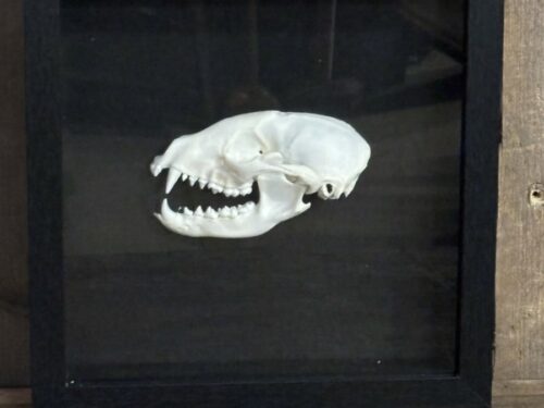 Wasbeer (hagelschot)