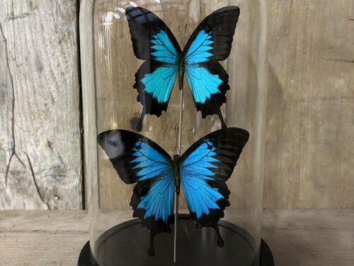 Stolp met opgezette vlinders Ulysses
