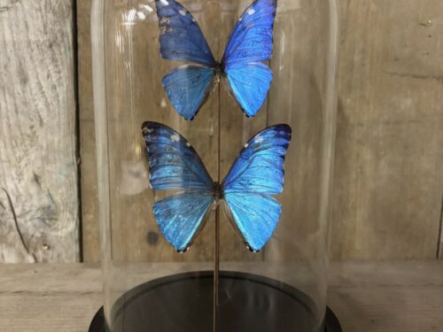 Stolp met opgezette vlinders Morpho klein