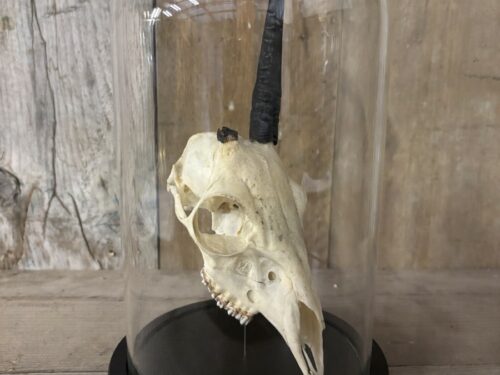 Stolp met Duiker (unicorn) schedel