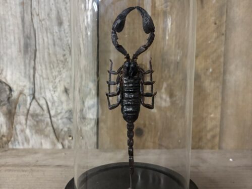 Stolp met opgezette schorpioen