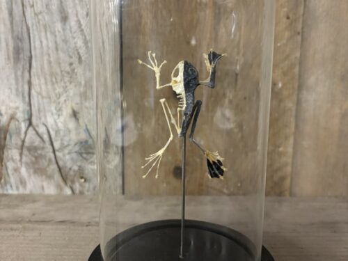 Stolp met kikker half gemummificeerd