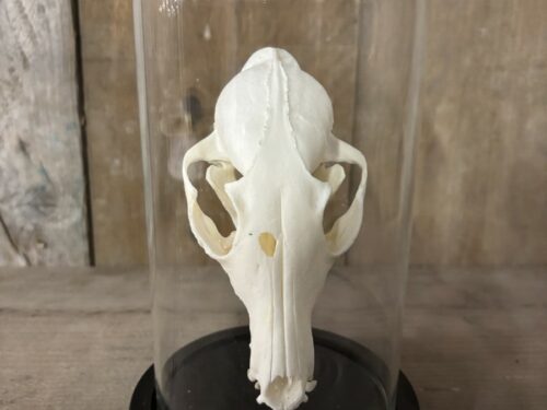 Stolpje met Vossen schedel