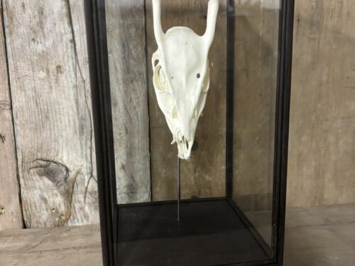 Stolp met Muntjac schedel