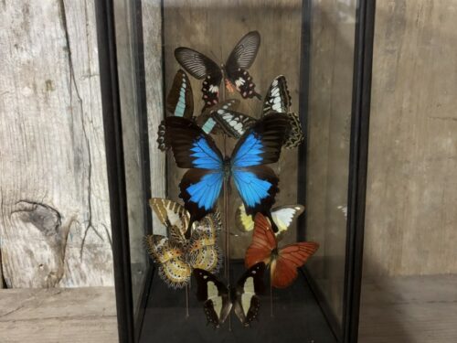 Vlinder vitrine assorti met Papilio Ulysses