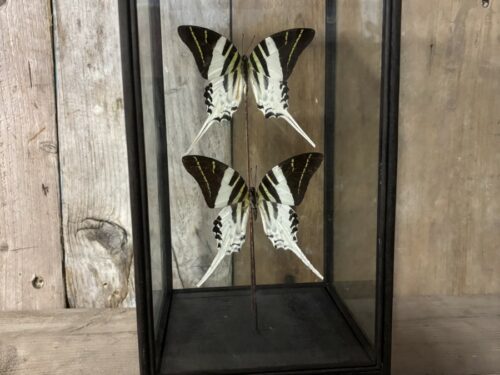 Vlinder vitrine Graphium Androdes