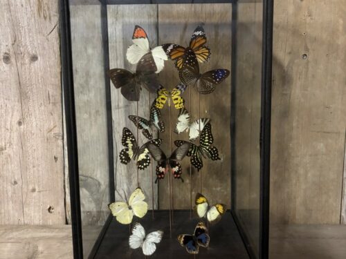 Vlinder vitrine assorti