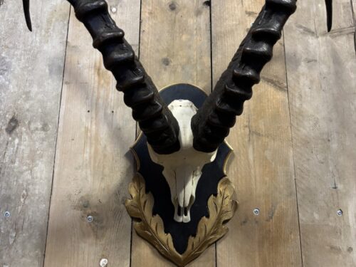 Siberische Steenbok schedel