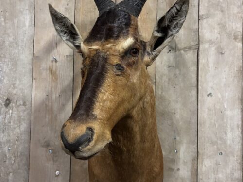 Hartenbeest