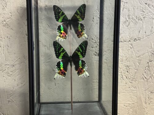 Vitrine vlinders Madagaskar Sunset