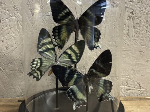 Stolp met 3st opgezette motten/vlinders
