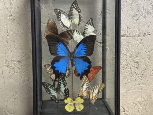 Vitrine vlinders assorti Ulysses