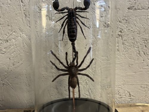 Stolp met opgezette Schorpioen/Spin