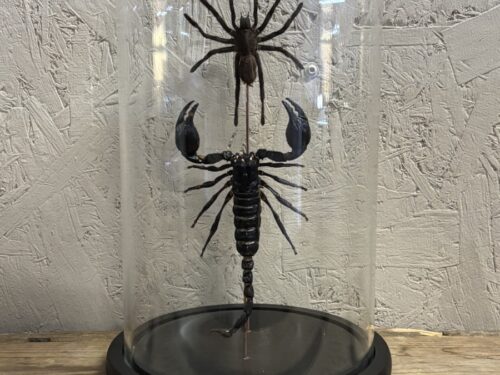 Stolp met opgezette Spin/Schorpioen