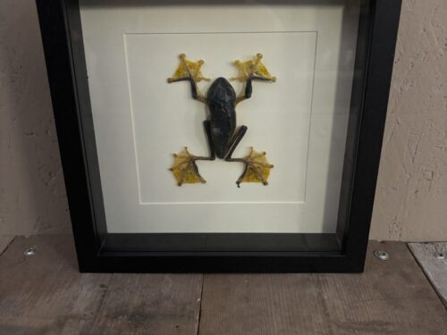 Vliegende Boomkikker