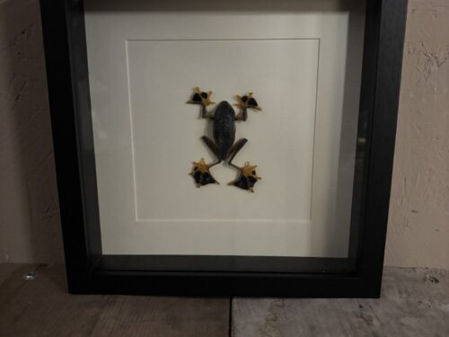 Vliegende Boomkikker