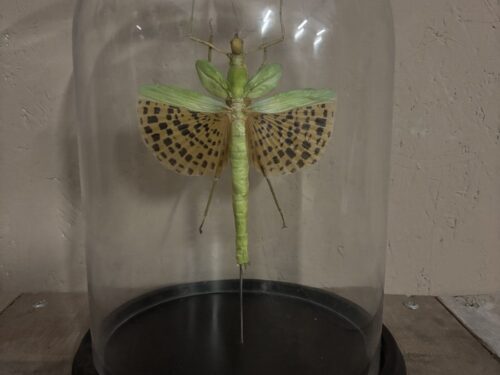 Javaanse reuzen wandelende tak