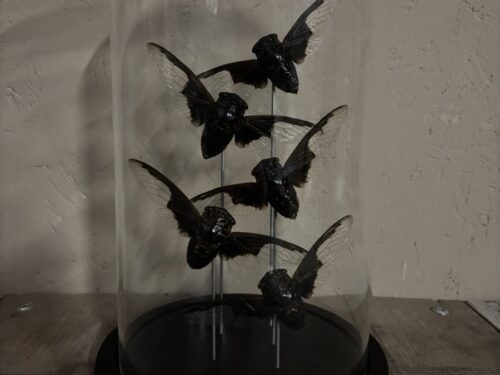 Stolp met opgezette Vleermuis cicade vijf stuks