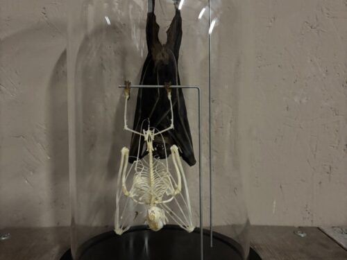 Stolp met opgezette Vleermuis en Vleermuis skelet